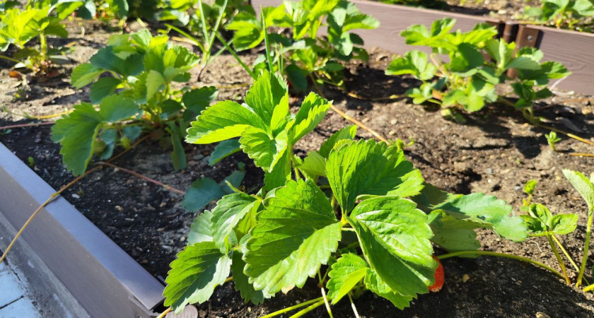 Как сеять сидераты прямо по клубнике в августе для богатого урожая в следующем году: земля будет как пух без лопаты