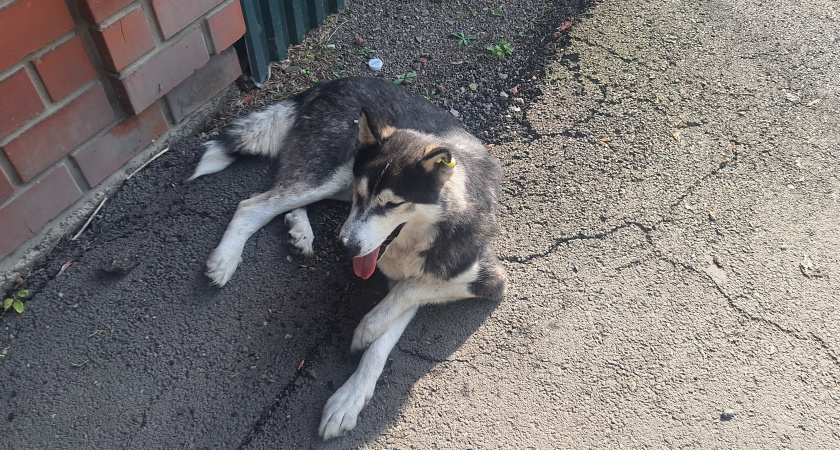 В Усольском районе укус собаки стал смертельным для хозяина