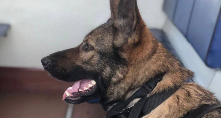 Служебная собака помогает задержать наркоторговца в Иркутской области