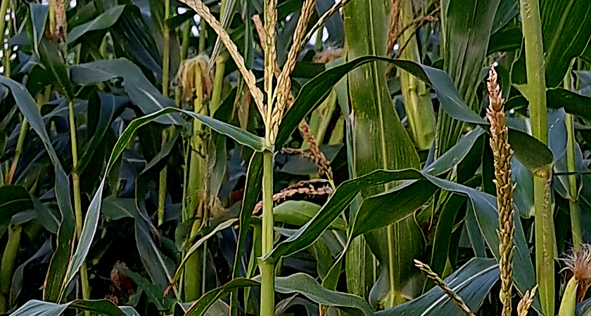 В Иркутской области ожидают рекордный урожай кукурузы