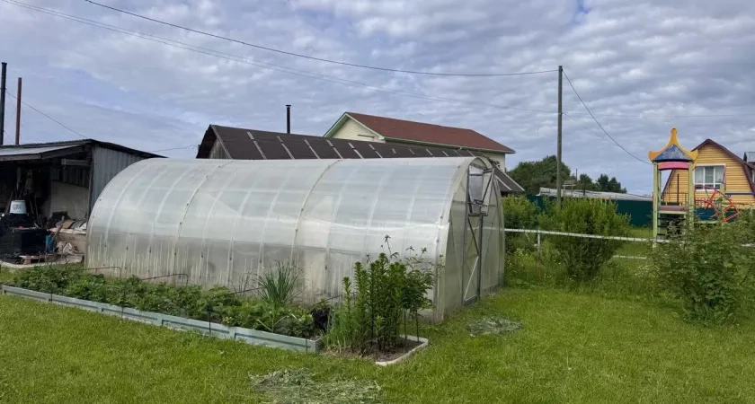 Осенью вместо горчицы сею этот супер сидерат - проволочника и фитофтору счищает вмиг: после картофеля и томатов идеально