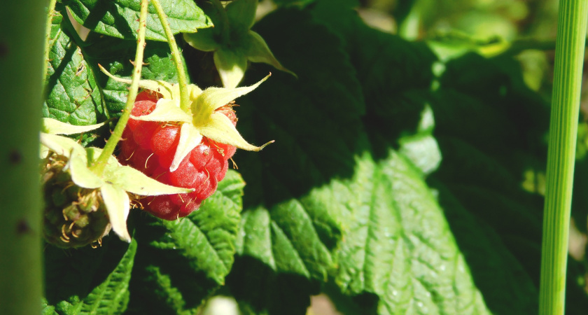 В Иркутской области 24 августа будет теплая и преимущественно сухая погода