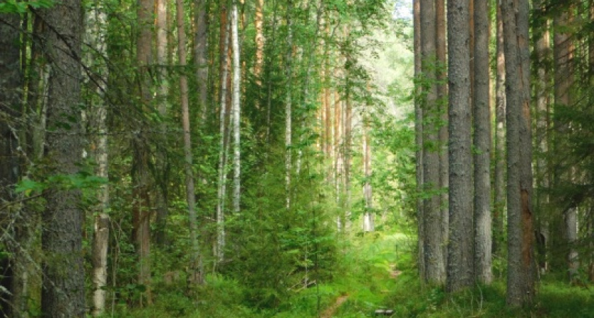 В Иркутской области внедряют комплекс видеонаблюдения для защиты лесов от огня