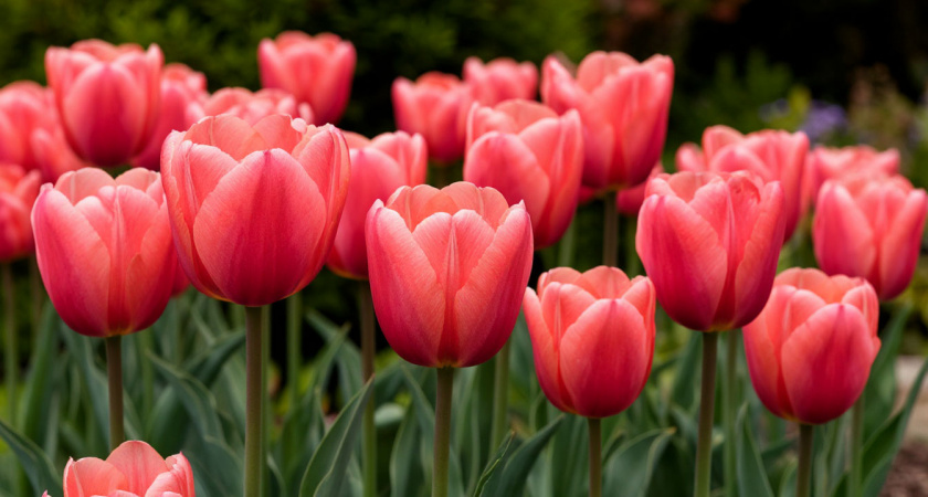 Луковичные под прикрытием: вот что важно сделать осенью, чтобы весной сад ожил