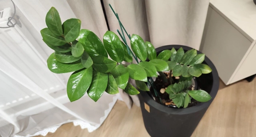 Замиокулькас даст клубни длиной 15 сантиметров – как пересадить в конце августа: рванет в рост как бешеный