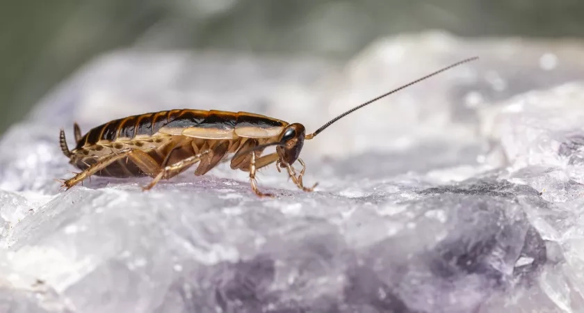 Приготовьте "последний ужин" для тараканов: всего три ингредиента — и ни одного вредителя уже к утру