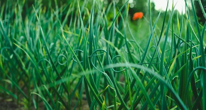 Грядка после чеснока — золотая жила: три культуры, которые успеют вырасти до осенних заморозков