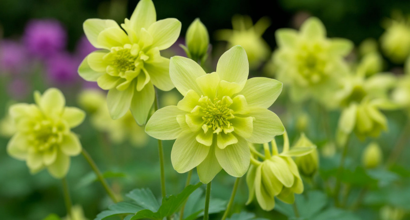 Этот чудесный многолетник зимует при -30 и не горит на солнце: радует изящными соцветиями до осени