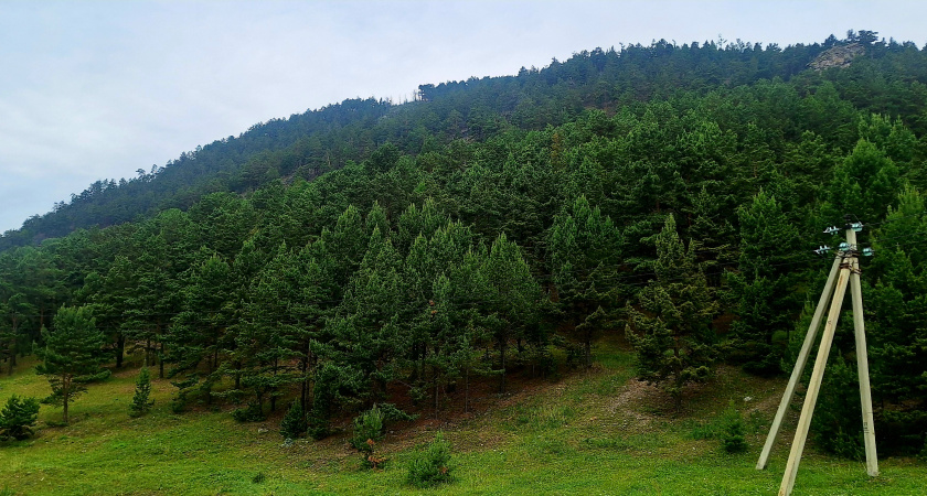 В Иркутской области медведи все чаще выходят к людям