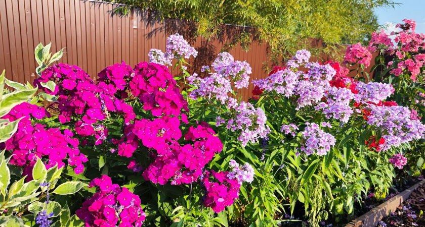 Флоксами любуюсь до заморозков: секрет в хитрой мешанине — легко продлевает цветение