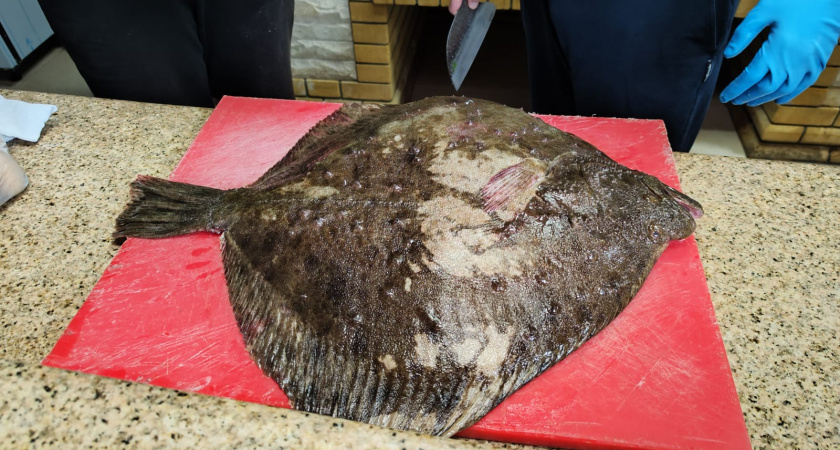 Моряки с Дальнего Востока научили готовить камбалу: "Вкуснее рыбы в жизни не ел, у нас так никто не готовит – а зря, рецепт обалденный"