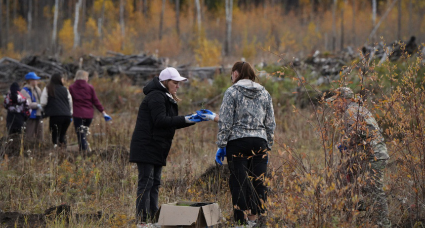 Иркутская область даст старт акции "Сохраним лес" масштабной высадкой сосен