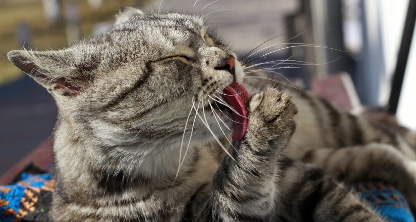 Почему ваш кот чешется и вылизывается постоянно? Блохи – не единственная возможная причина