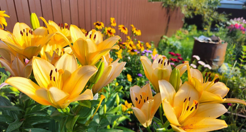 6 цветов, которые я больше никогда не посажу возле дома - и вам не рекомендую