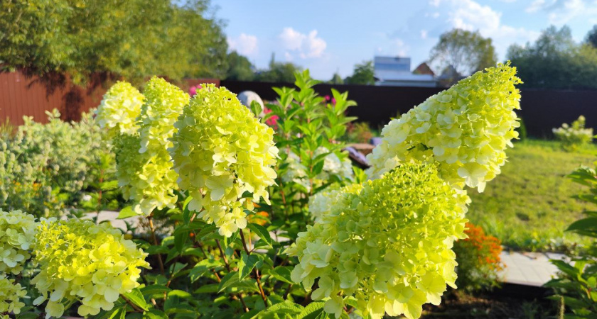 Осень — лучшее время для обрезки гортензий: почему это важно и как сделать все правильно