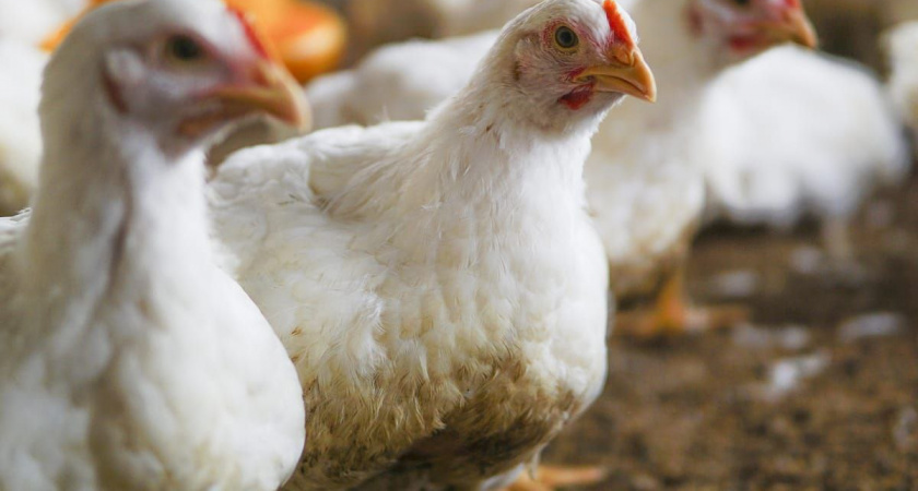 Иркутская область наращивает производство свинины и мяса птицы