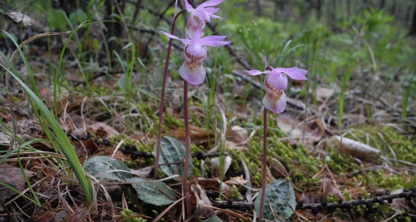 В Иркутской области создали новую охранную зону для редкого цветка