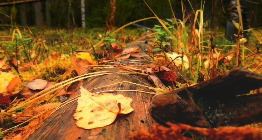 "Сюрприз от природы": синоптики раскрыли прогноз на сентябрь — есть ли повод для беспокойства?