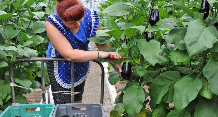 В Иркутской области предлагают более трехсот рабочих мест в аграрном секторе