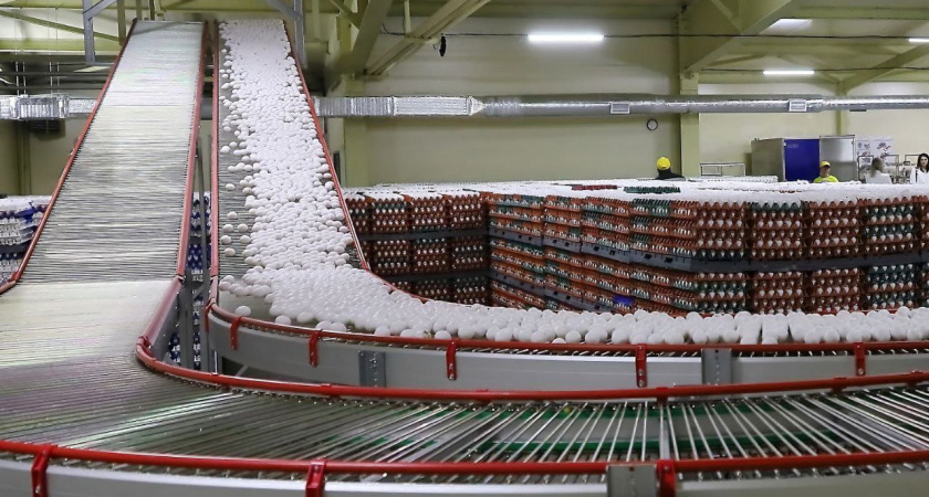 В Иркутской области зафиксировали профицит производства яиц