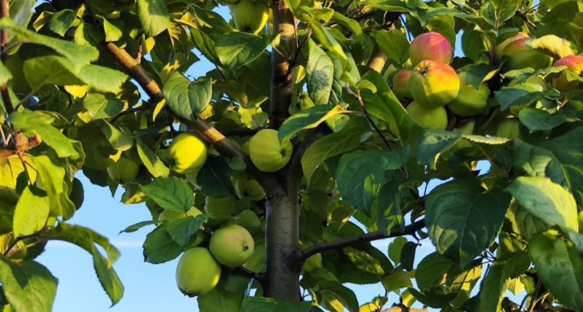 Один пакетик под яблоню — и муравьи, тля и медяница бегут, сверкая пятками: Копеечная защита урожая