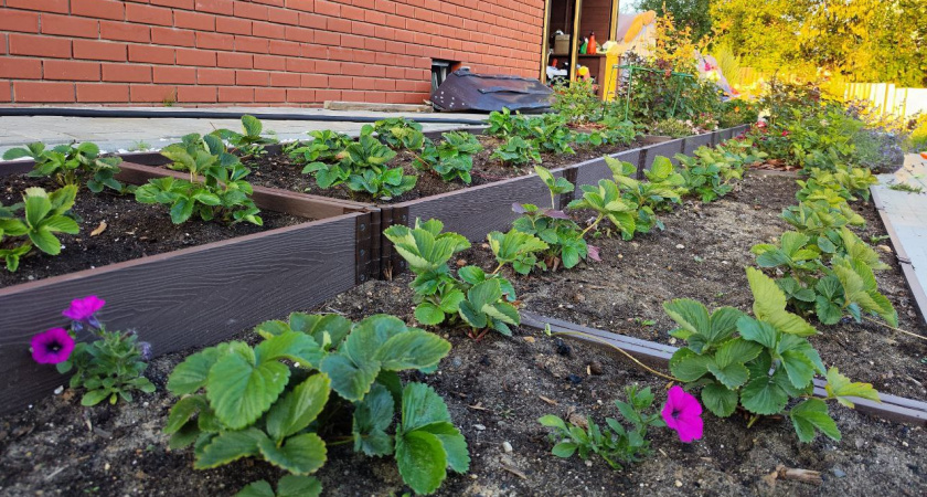 Отец-огородник всегда высаживал 4 луковицы на грядку с клубникой в сентябре: и вот зачем