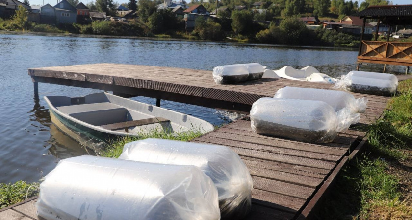 В Усольском районе выпустили в водоемы 50 тысяч мальков сазана