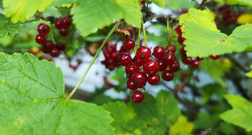Воткнула под смородину — вся тля пропала за 1 день: даже обрабатывать не нужно — листья чистые весь сентябрь