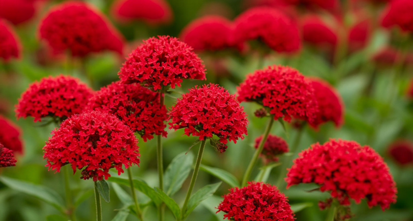 Эффектные многолетники для самых ленивых: цветут богато в течение всего лета и не требуют к себе внимания