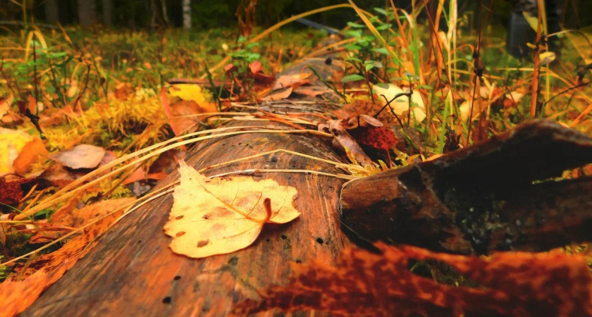 Аномальная жара нагрянет в сентябре: Вильфанд пообещал жителям России тютчевскую осень