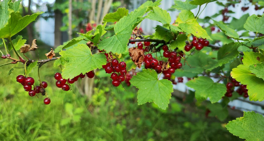 Как наши бабушки смородину к зиме готовили: несколько простых шагов — и летом кусты завалит ягодами