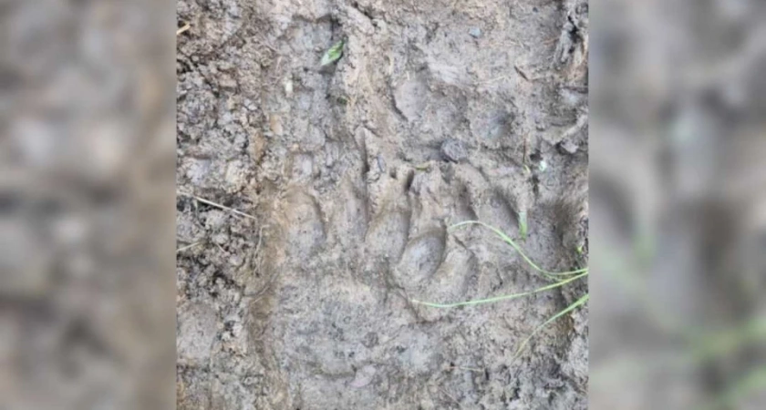 Житель Иркутской области обнаружил медведя в контейнере с отходами возле детского лагеря
