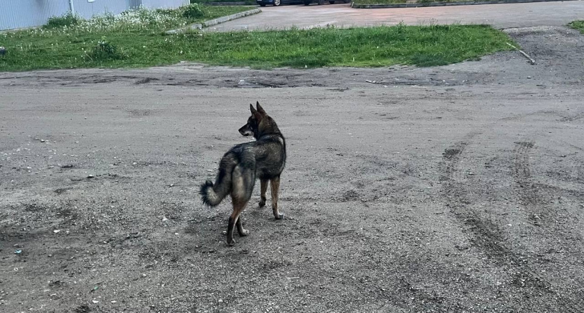 Стаи бездомных псов продолжают атаковать жителей Усольского района
