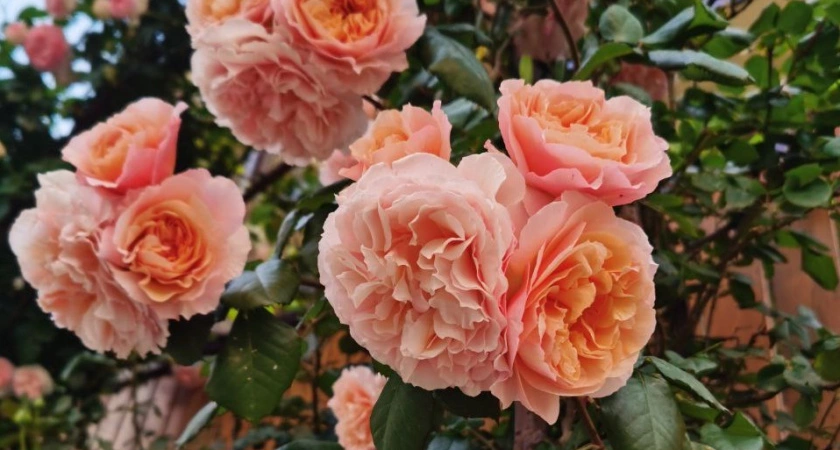 Провожу правильную обрезку роз за 15 минут: 6 промахов оставят без цветения на год