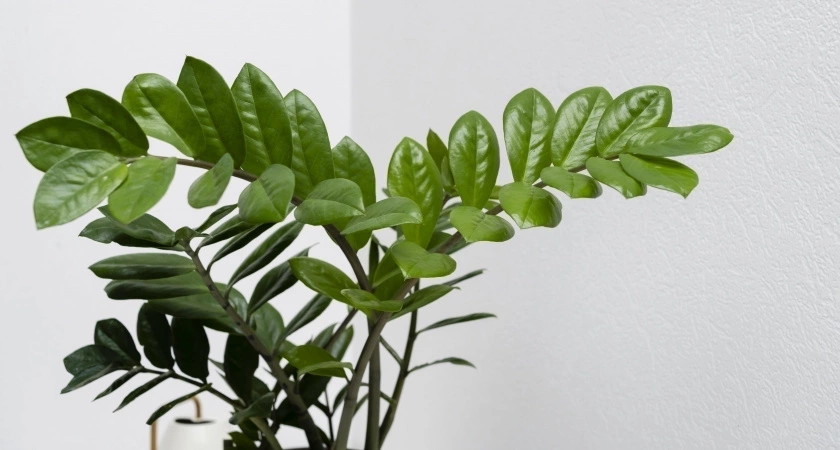 4 капли под корень – и замиокулькас вымахает мощнее баобаба: крупные листья и новые побеги