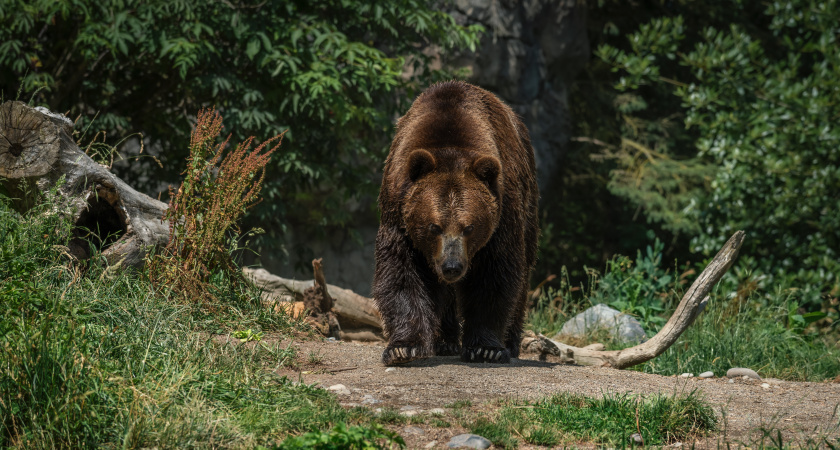 В Иркутской области медведь напал на домашнюю птицу