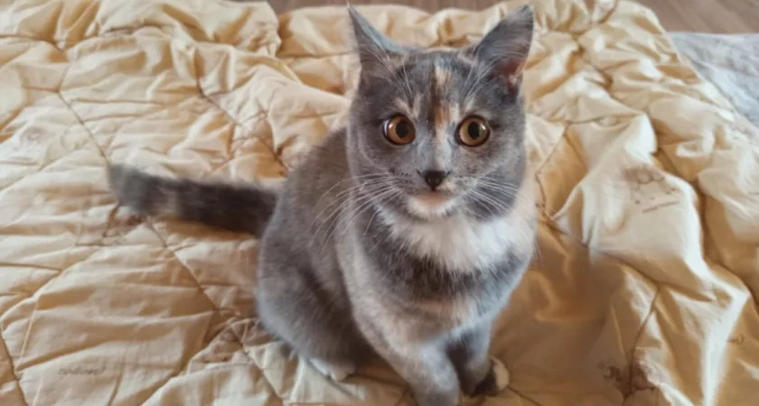 Секретное средство против запаха кошачьей мочи - как жаль, что узнала,когда уже выбросила диван