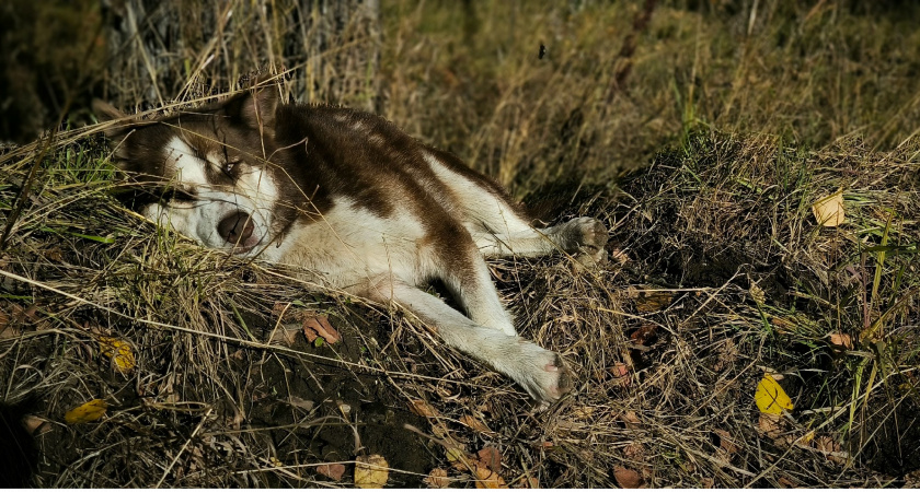 В Иркутской области оштрафовали владельцев домашних животных на 581 тысячу рублей
