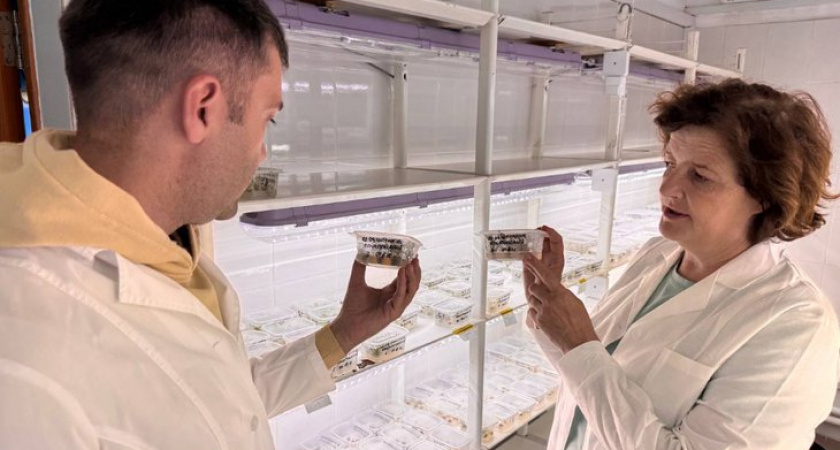 Иркутские ученые вырастили первые микроклоны ценных лекарственных растений