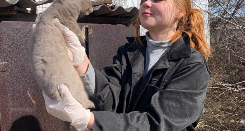 В Иркутской области открыли набор на бесплатные курсы для ветсанэкспертов