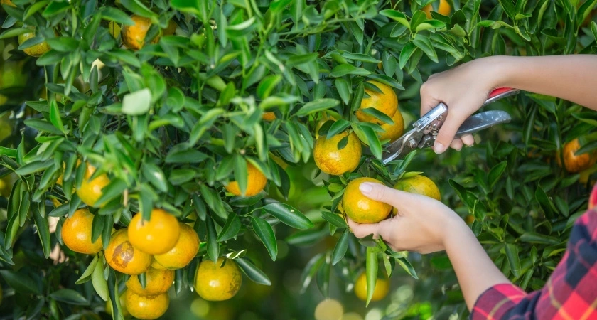 Съездила на сбор мандаринов в Абхазию: сколько можно заработать - история туриста