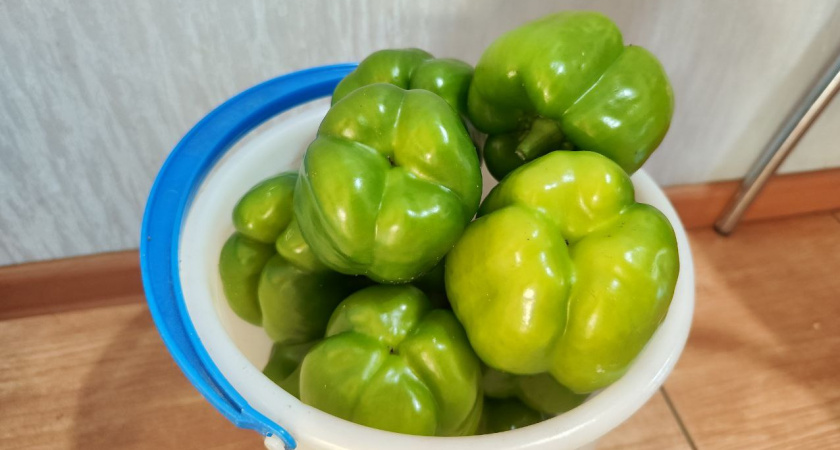 Как наши соседи перец хранят: в октябре как с грядки свежий, не вянет — без хитростей, но есть 2 нюанса