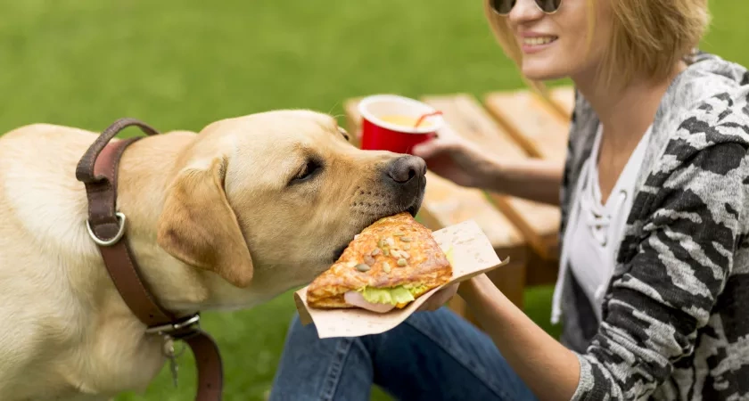 Бобик, ешь: какие 6 продуктов необходимы собаке в рационе, чтобы жизнь была долгой и здоровой — ветеринары советуют