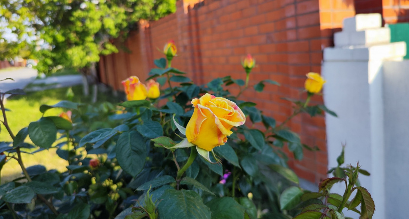 Семь шагов к идеальному цветнику: Как правильно обрезать розы осенью