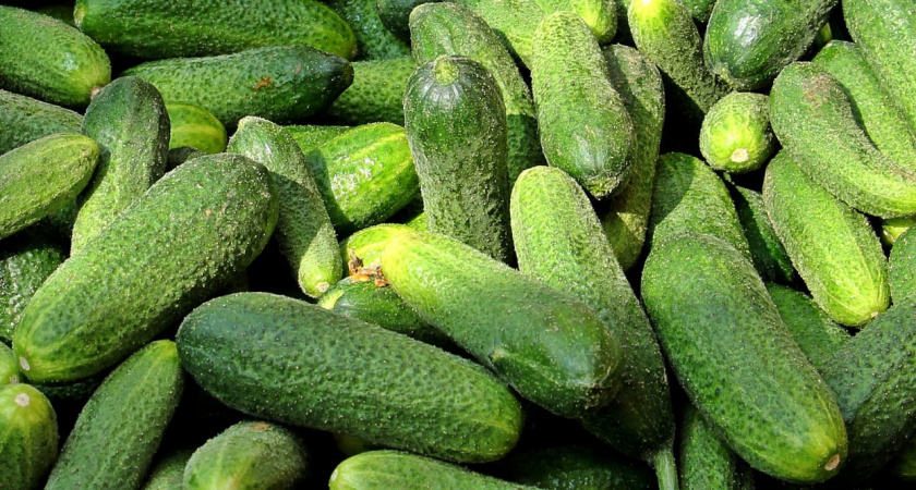 6 самых урожайных сортов огурцов — для засолки и в салат: никакой горечи и пустоцветов — с ними точно не пропадёшь