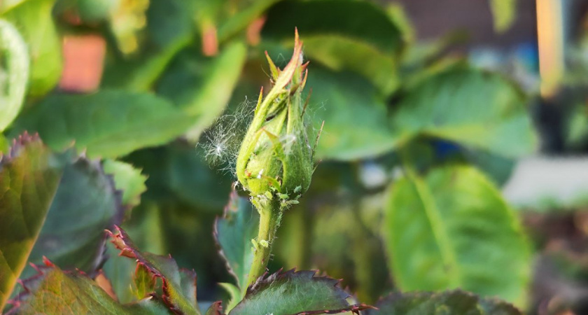 Ливанула 50 мл в 4 литра воды: И на тлю - она сама ссыпалась с кустов - больше ни одной нет 