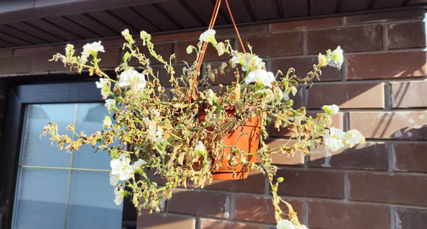 Отказался от петуний после открытия 7 неприхотливых многолетников осенью: теперь сад полон красок и не требует постоянного ухода