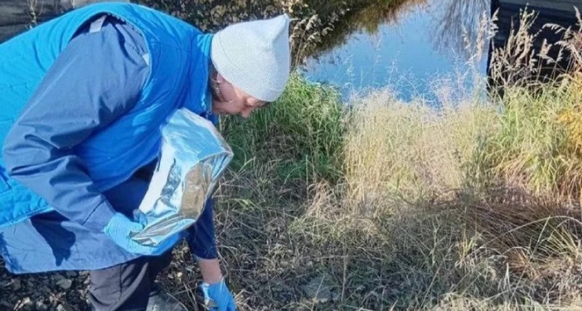 В Иркутской области диких плотоядных зверей иммунизируют против бешенства