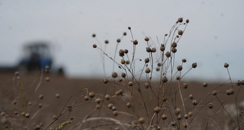 В Иркутской области завершили уборку льна-долгунца