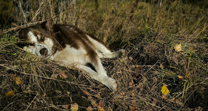 В Иркутской области разложили более трёх тысяч доз вакцины против бешенства для диких животных